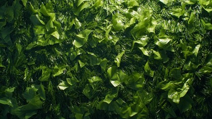 Artificial green wall with leaves background.