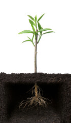 Growing plant with underground root visible,on white background