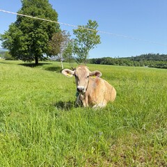 cow in a field