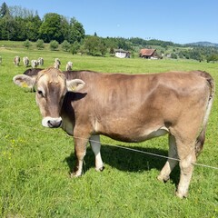 cow on a meadow