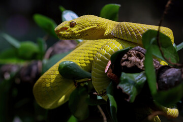 Yellow White-lipped Pit Viper on a branch, Trimeresurus insularis	