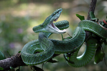 Hagen's pit viper attacking position on the branch, Trimeresurus hageni, parias hageni