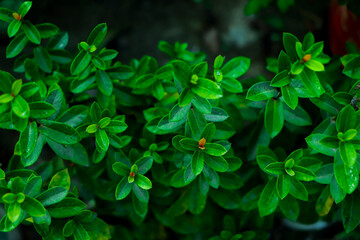 Tropical green leaf texture background