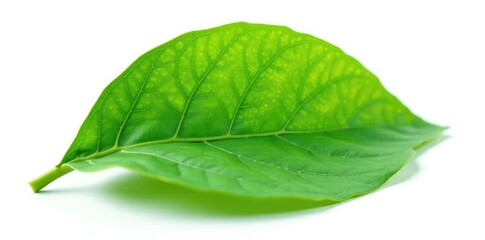 Obraz premium Green leaf with veins isolated on white background, natural, leaf