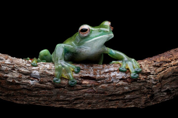 Rhacophorus dulitensis on leaves, Jade tree frog isolated on black	