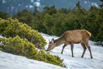 Obraz premium Deer eating or grazing in natural or snowy landscapes