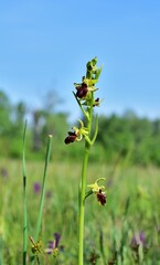 Spinnen-Ragwurz (Ophrys sphegodes) im Nationalpark Lobau - Donauauen, vertikal