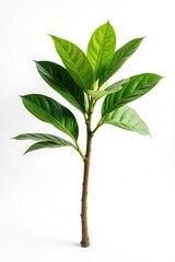 Fototapeta premium Large solitary branch against bright white background exposed to the light, stark, illumination