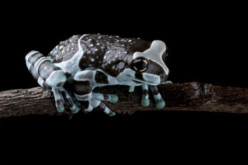 Blue milk frog sitting on branch (Trachycephalus resinifictrix), Amazon milk frog	