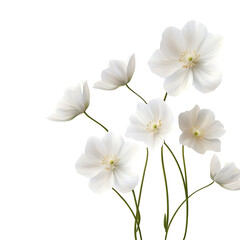 Obraz premium white flowers isolated on transparent background cutout