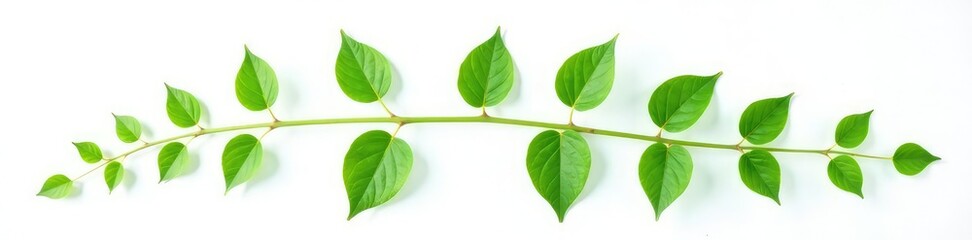 Obraz premium Single stem with leaves isolated on white background, leafy, botanical, plant isolate