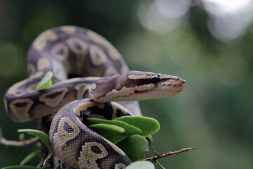 Ball python snake isolated on white, python regius non venomous snake