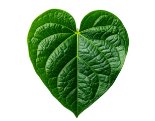 shiny heart shaped green leaf with curved lobes and central veins on isolated background, realistic botanical detail for nature and eco concept
