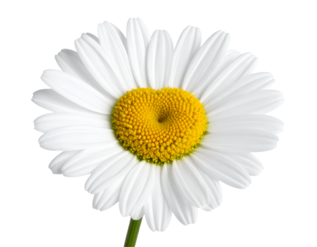 white daisy flower with yellow center in heart-like shape on isolated background, symbol of love, purity, and nature in botanical minimal design
