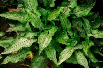 Natural background of green leaves, nature abstract wallpaper