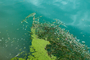Environmental Pollution Represented By Litter Floating on a Polluted Water Surface