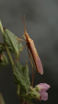 Delicate pale orange stilt bug poised atop fuzzy green leaves and small pink flowers in natural light, macro close-up photography.