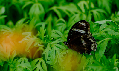 Macro of Great Eggfly Butterfly on Soft Green Leaf