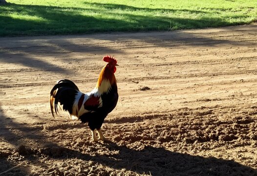 A rooster standing in the dirt on a sunny day.