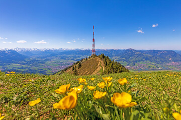Grünten - Allgäu - Blumen - Sender - Berg - Panorama