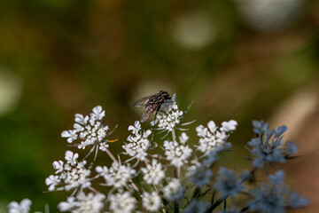 Close-up of a bee collecting nectar on a wild carrot flower (Daucus carota) in a field in the...