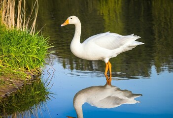Obraz premium A white swan standing in a body of water.