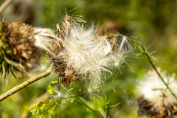 Vibrant wildflowers grace the stunning Black Sea coast under the warm summer sun