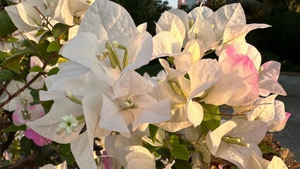 magnolia tree blossom