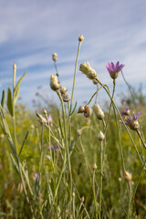 Wildflowers bloom vibrantly along the shores of the Black Sea under a bright blue sky