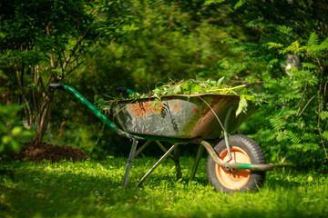 A metal wheelbarrow for a vegetable garden with green grass.Cleaning weeds in the garden.