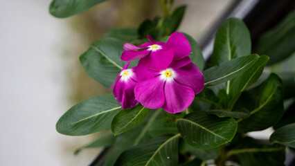 Close up of Vinca flower or Sada Bahar or Nayantora or Catharanthus roseus commonly known as Bright...