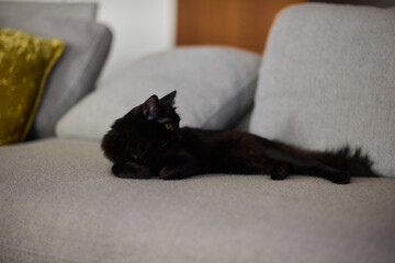 A Cozy Black Cat Relaxing Comfortably on a Soft Couch in a Warm Indoor Space, Radiating Serenity