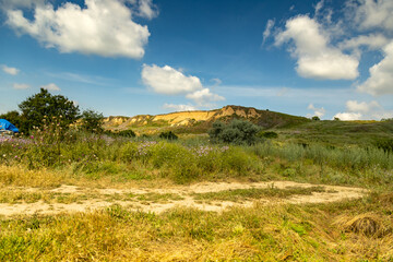 Brilliant wildflowers blooming along the serene Black Sea coast under a bright sky
