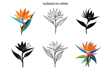 Bird of Paradise Tropical Vector Collection