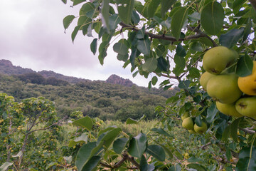 Green Pears Hanging on Orchard Tree in Mountain Valley