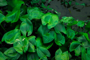 Tropical green leaf texture background