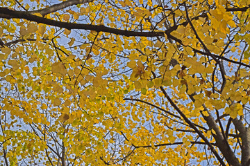 Golden Canopy: Autumn's Vibrant Embrace.

