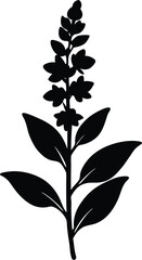 salvia flower silhouette vector on white 