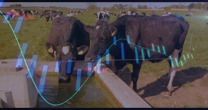 Dairy cows drinking at trough in pasture, displaying financial chart overlay with candlestick bars