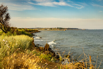 Wildflowers bloom along the picturesque Black Sea coast in a tranquil summer setting