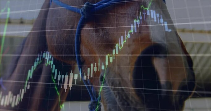 Horse head being overlaid with live trading chart in scene, with candlestick bars and trend lines