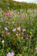 Vibrant wildflowers bloom along the serene Black Sea coast in a breathtaking landscape
