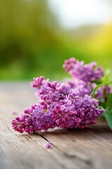 Fototapeta premium Purple lilac flowers beautifully arranged on a rustic wooden surface in natural light