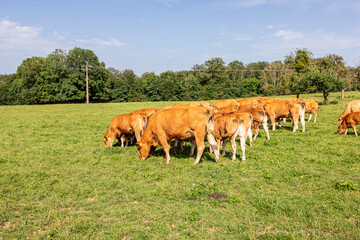A peaceful group of cows resting in a grassy field surrounded by forested hills in France