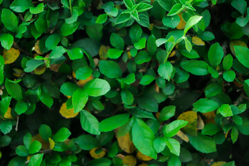 Green leaf texture. Leaf texture background