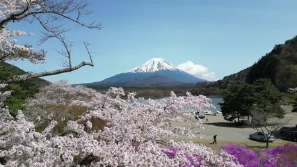 Drone aerial shot of Lake Shoji, cherry blossoms and Mt. Fuji