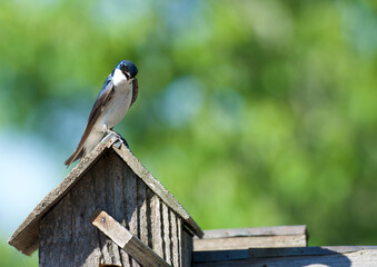 Tree Swallow