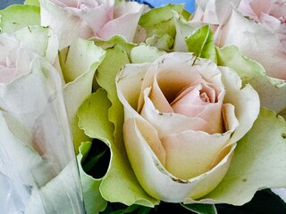soft pink roses bouquet	
