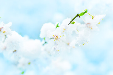 White flowers of branch cherry tree in snow. Spring white flowers