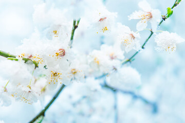 White flowers of branch cherry tree in snow. Spring white flowers